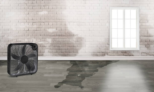 Best Water damage contractors near me  in Las Lomas, CA
